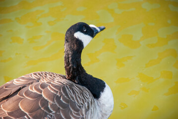 Close Up Portrait of Canada Goose Against Yellow Background