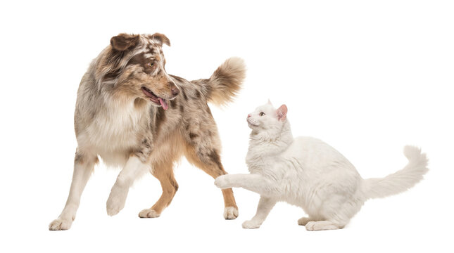 an australian shepherd dog and a fluffy white turkish angora cat in a playful encounter on a clean white background, showcasing animal companionship.