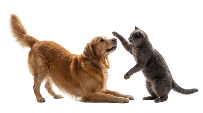 playful interaction between a golden retriever dog and a grey cat, captured in a dynamic moment of mutual curiosity and gentle engagement against a transparent background.
