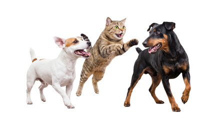 high-energy png image with transparent background: a jack russell terrier, a leaping tabby cat, and a doberman dog in dynamic interaction. © Chris