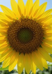 A vibrant yellow sunflower bloom captured in a sunny field during the warm summer season. The intricate details of the large flower head are clearly visible ,vibrant ,yellow ,environment
