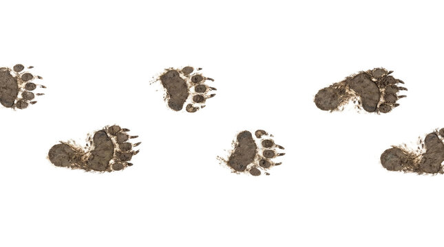 Muddy bear paw prints trail isolated on, transparent background
