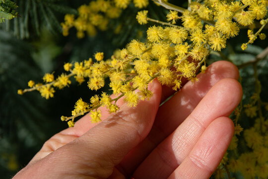 Main soutenant une grappe de fleurs de mimosa ensoleill&eacute;e, format paysage