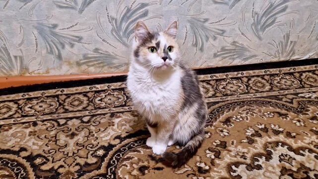 High-angle shot of a fluffy calico cat sitting attentively on a brown patterned rug. The tricolor feline looks around the room with green eyes, positioned against a wall with vintage floral wallpaper.