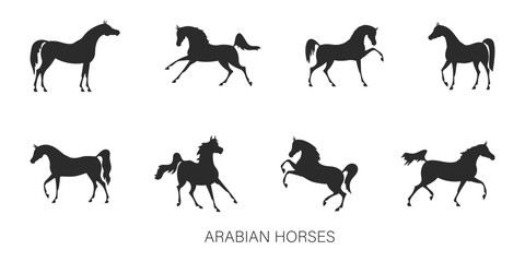 Fototapeta premium Silhouettes of beautiful arabian horses in various poses isolated on white