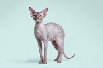 Obraz premium Unique and playful Cornish Rex cat posing gracefully against a light backdrop in a serene indoor setting
