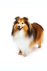 Fototapeta premium Shetland sheepdog stands on plain background showing its coat and expression during a studio session