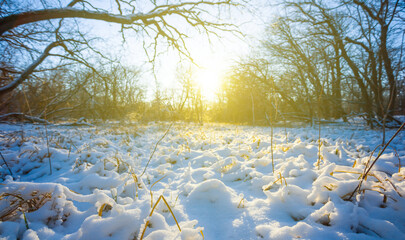 forest in a snow under a blue cloudy sky at the sunny day, winter  outdoor landscape © Yuriy Kulik