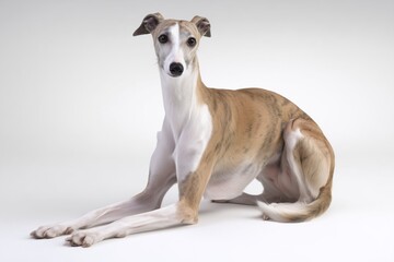 Fototapeta premium Whippet Dog sits on white background in a studio setting during daytime while looking at the camera with a calm expression