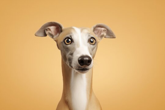Greyhound dog on a plain orange background showing curious expression with ears lifted and eyes wide open