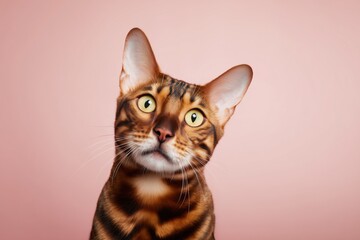 Fototapeta premium Captivating Toyger cat gazes curiously against a soft pink background in a cozy indoor setting