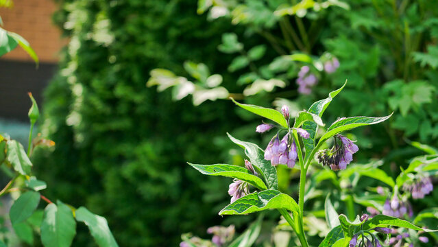 Purple comfrey (Symphytum officinale) flowers blooming in a lush green garden. Medicinal herb with bell-shaped blossoms and textured leaves in natural sunlight, symbolizing herbal healing and organic 