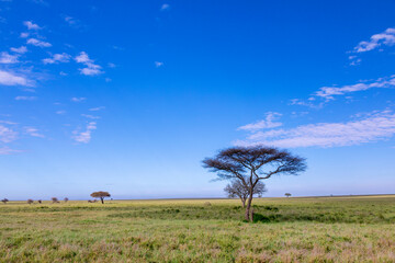Schirmakazie in der  Serengeti von Tansania