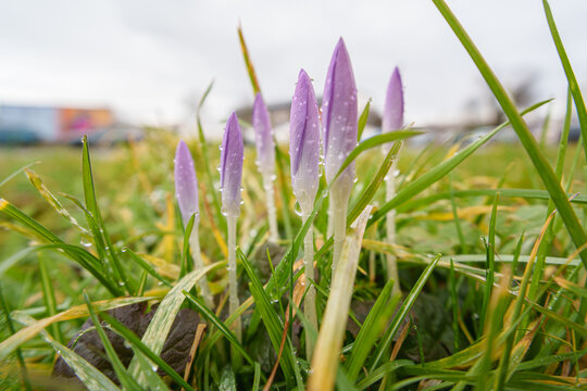 First spring purple crocus flowers emerging in grass, signaling spring coming
