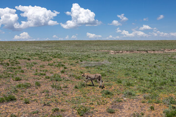 Einzelner Gepard l&auml;uft &uuml;ber die weite Ebene der Serengeti in Tansania