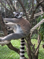 Fototapeta premium Ring-Tailed Lemur Climbing Tree Branch in Tropical Zoo Habitat
