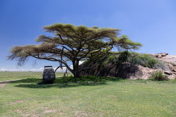 Gel&auml;ndewagen einer Safari unter einem Baum in der Serengeti
