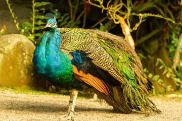 Obraz premium A male peacock with iridescent blue and green plumage stands on a gravel path in a garden.