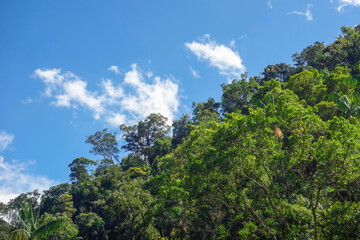 Obraz premium lush green tropical rainforest in Brazil, blue sky on background