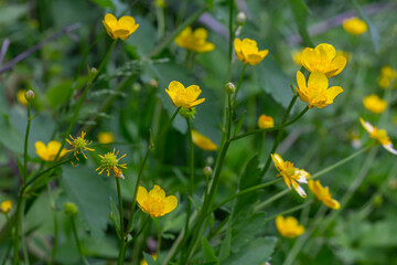 Obraz premium Bright yellow meadow buttercups flourish in a vibrant field during spring creating a cheerful landscape of glossy flowers