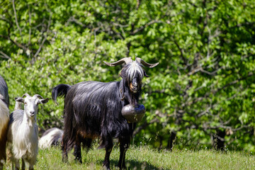Fototapeta premium A black goat with a large bell around its neck stands in a grassy field with other goats and a backdrop of lush green trees.
