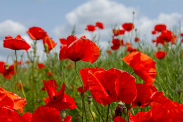 Bright red common poppies bloom abundantly in a sunny field under a clear sky showcasing their delicate petals and slender stems during springtime