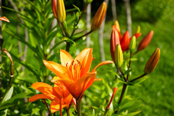 Fototapeta premium Close-up of orange lilies blooming in a garden on a sunny day.