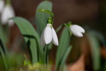 Fototapeta premium Two Snowdrop Flowers Blooming in Spring