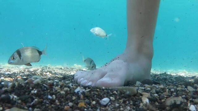 In this impressive underwater video filmed in the clear waters of Fo&ccedil;a, small fish swim curiously around a human foot stepping on the sand and feed in their natural environment.
