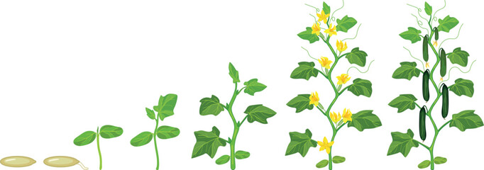 Life cycle of cucumber plant (Cucumis sativus). Growth stages from seedling to flowering and fruiting plant isolated on white background