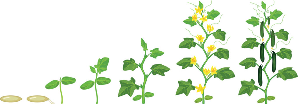 Life cycle of cucumber plant (Cucumis sativus). Growth stages from seedling to flowering and fruiting plant isolated on white background