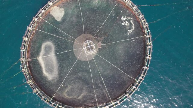 Zenithal aerial close up of a circular fish farming cage, highlighting geometric structure, net patterns and water texture.