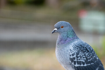 Pigeon portrait showing colorful iridescent neck feathers in an urban environment