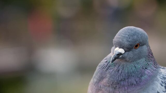 Close up of a pigeon with iridescent feathers looking around and then flying away in a city park