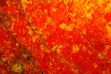 Obraz premium Macro Texture of Autumn Leaf with Vibrant Red and Yellow Veins,A detailed macro shot of a tropical leaf changing colors, showcasing an intricate network of veins and a stunning gradient of fiery red, 