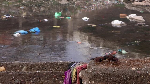 Himachal Pradesh, India &ndash; 3 february 2026: Common mynas feeding on garbage near river bank in winter morning in mandi himachal pradesh india.