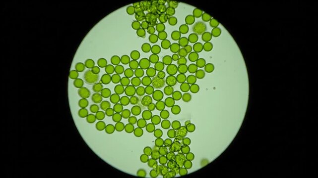 A microscopic video sequence capturing a dense cluster of bright green, spherical microalgae cells (likely Chlorella) within the circular field of view, maintaining focus and concentration over time.