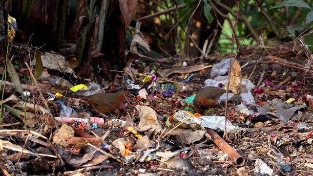Himachal Pradesh, India &ndash; 2 february 2026: Rusty cheeked scimitar babbler (Pomatorhinus erythrogenys) feeding on garbage during winter morning in Mandi, Himachal Pradesh, India.