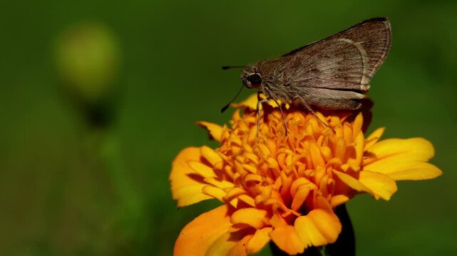 Closeup real time wildlife video of small branded swift pelopidas mathias butterfly feeding on bright orange marigold flower during dry season in natural habitat of himachal pradesh india.