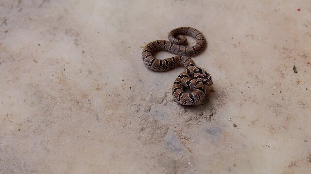 Authentic closeup wildlife footage of a juvenile Oligodon russelius commonly known as Russell's kukri snake recorded in spring daytime conditions in Himachal Pradesh India.