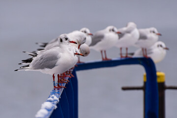 seagull on the pier