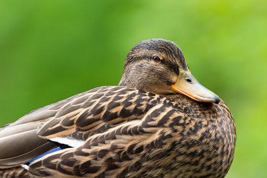 female mallard duck