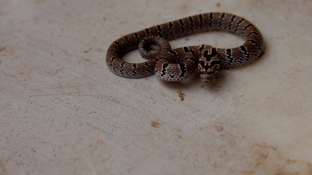 Closeup real time wildlife video of a baby Russell's kukri snake rescued safely from a residential home and documented in natural daylight during spring season in Himachal Pradesh India.