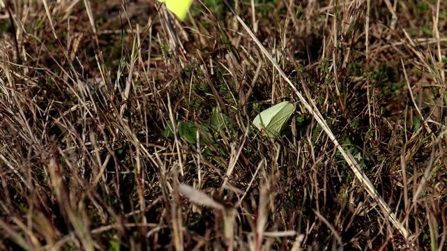 Closeup real time wildlife footage of common brimstone butterfly performing courtship behavior on natural green grass in spring daytime in Himachal Pradesh India.