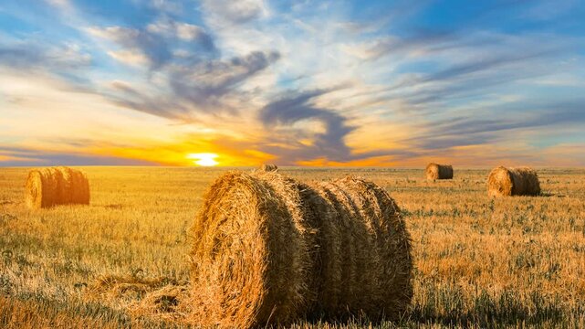 summer wheat field after a harvest at the sunset time lapse scene