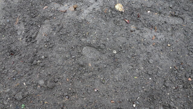 Footprint on moist, textured soil surface