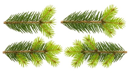Obraz premium Four pristine green fir branches arranged symmetrically on a white background, ideal for Christmas and winter design elements.