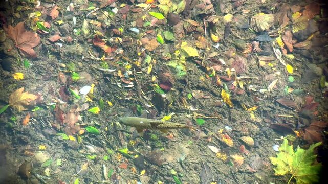 Wild brown trout in a river rising to insects