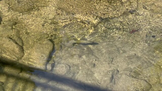 Wild brown trout in a river rising to insects