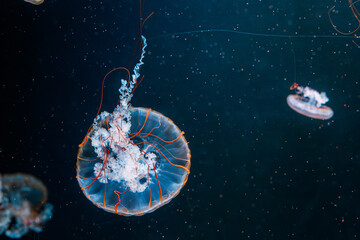 underwater photography jellyfish Chrysaora fuscescens, Pacific sea nettle, West Coast sea nettle